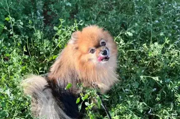 Пропала собака, Петинское с/п, Воронежская обл.