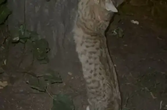 Кошка в красном ошейнике, Люблинская 147