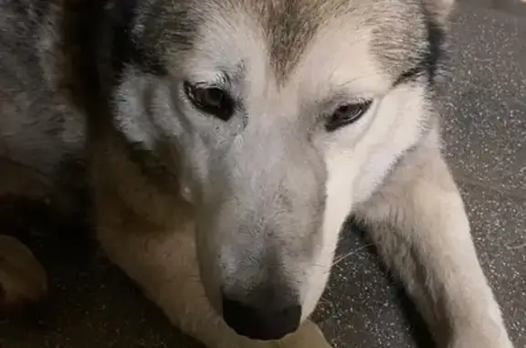 Пропала собака, Мордовия