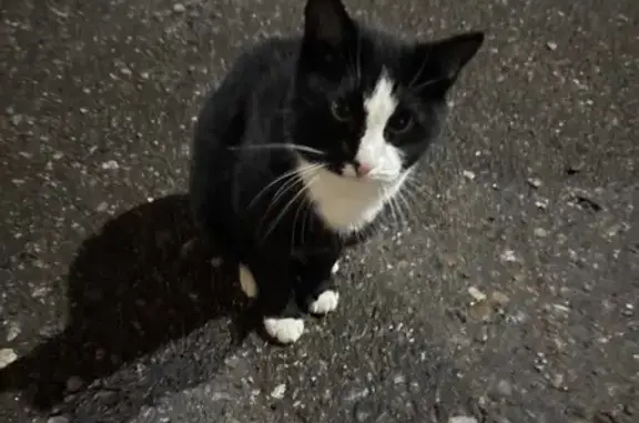 Кошка найдена: Ямашева 51, Казань