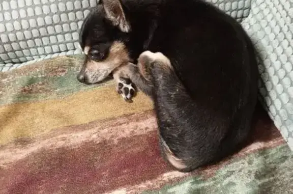 Найдена собака, Ряжск, фото: Той-терьер найден: ул. Свердлова, Ряжск