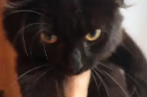 Найдена кошка, Челябинск, фото: Чёрный котёнок найден, Мартеновская 13