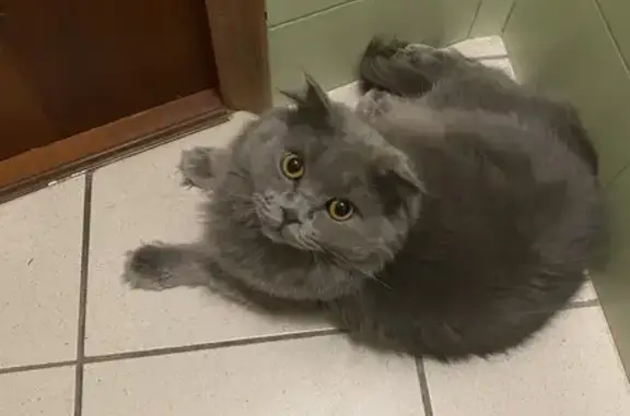 Кошки потеряшки, Армавир, фото: Потеряшка кошка, ул. Ефремова 141А, Армавир