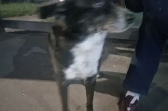 Собака найдена на пр. Жукова, СПб