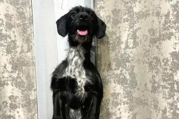 Пропала собака, Большелуговская ул., Б. Луги