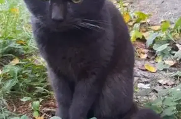 Кот найден, ул. Николаева 32, Смоленск