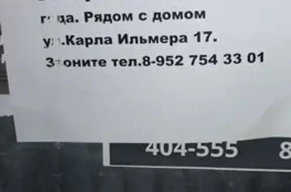 Найдена кошка, Томск, фото: Кошка найдена, Карла Ильмера 17, Томск