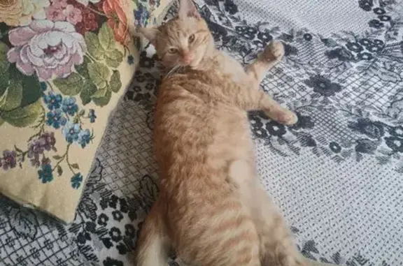 Кошки потеряшки, Московская область, фото: Потеряшка кошка в Малаховке, МО