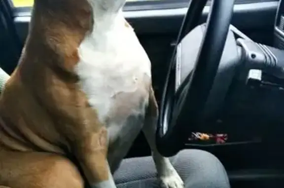 Найдена собака, , фото: Стаффордшир в Путилово найден 03.09