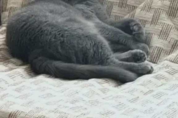 Кошки потеряшки, Белгород, фото: Потеряшка кошка, ул. Есенина, 50В, Белгород