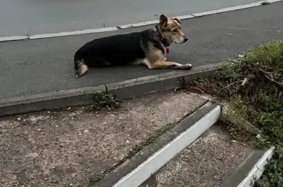 Собака ждет хозяина на 2-й Азинской, Казань