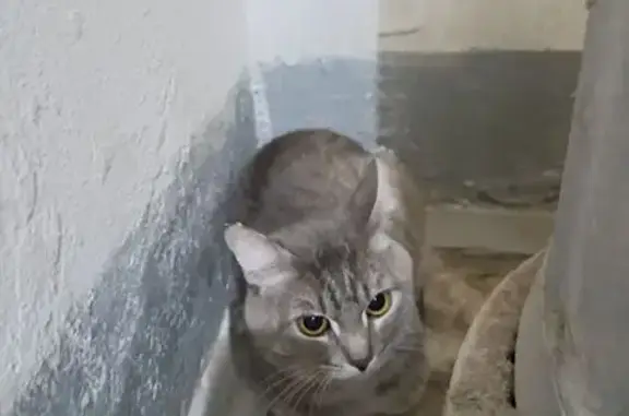 Найдена кошка, Волгоград, фото: Найдена кошка, ул. Таращанцев, 68А