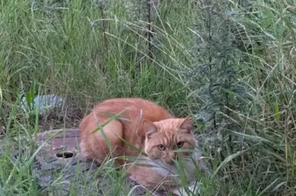 Найдена кошка, Санкт-Петербург, фото: Кошка найдена у Комендантского, 60 к3