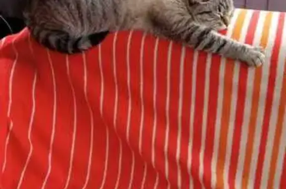 Потерянные животные Московская область, фото: Пропала кошка у Дома отдыха 