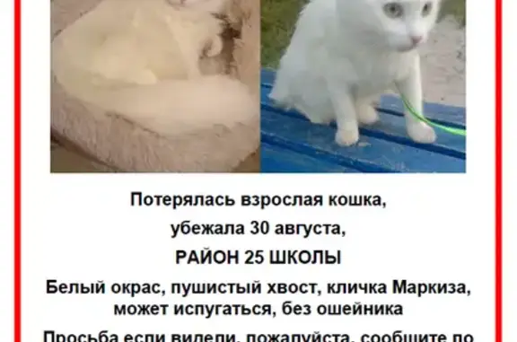 Пропала кошка, Гетманская 97, Мелитополь