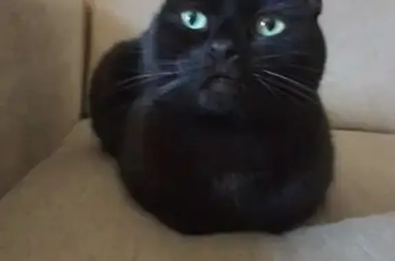 Пропала кошка, Подворная 2, Н. Новгород