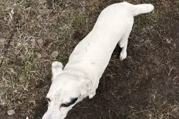 Пропала собака в Лучке, Тамбовская область