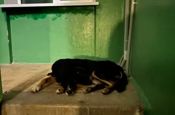 Найдена собака, Орёл, Щепная пл. 10