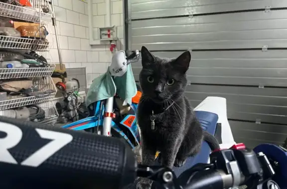 Пропала кошка, Юрасово, МО