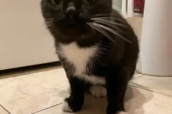 Найдена кошка, Орёл, фото: Найдена кошка, ул. Революции, 4, Орёл