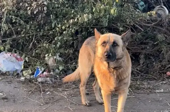 Найдена собака, Тамбовская область, фото: Найдена овчарка в Стрельцах, Тамбовская обл.