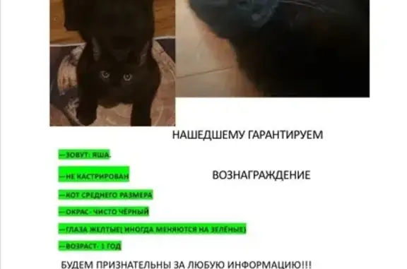 Пропала кошка, ул. Рубцова, 3, Симферополь