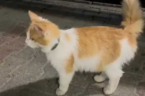 Найдена кошка, Ярославль, фото: Кошка найдена у Ауры, ул. Победы 41, Яр.