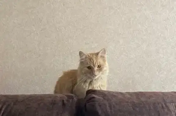 Кошки потеряшки, Тамбов, фото: Потеряшка кот Сёма, ул. Тамары Дерунец