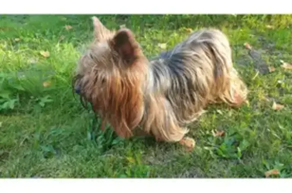 Найдена собака, Московская область, фото: Йоркширский терьер найден в МО
