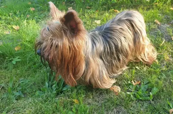 Найдена собака, Московская область, фото: Йорк найден: МО, без ошейника, истощен
