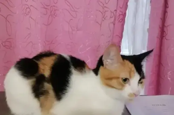 Кошки потеряшки, Тамбов, фото: Потеряшка кошка, Московская ул. 78, Тамбов