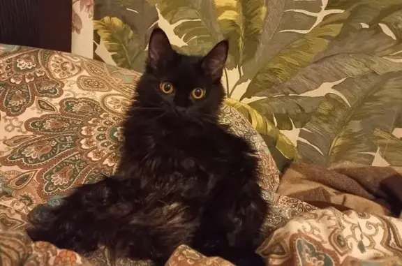 Пропала кошка, Садовая ул. 23, Первомайский