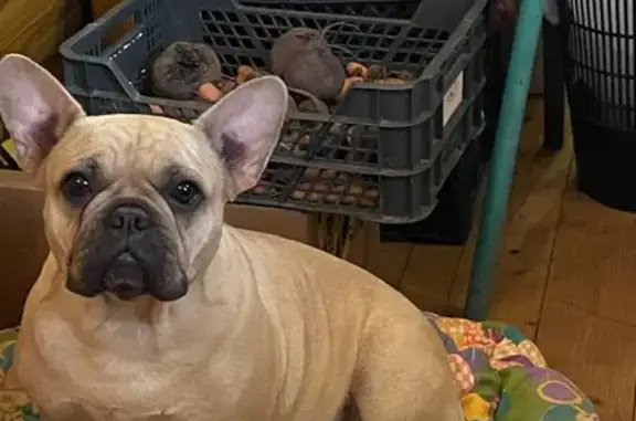Французский бульдог найден в МО