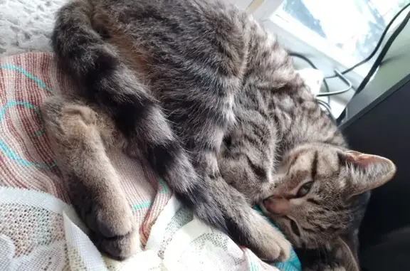 Найдена кошка, Йошкар-Ола, фото: Кошка найдена: ул. Ломоносова, 44, Йошкар-Ола