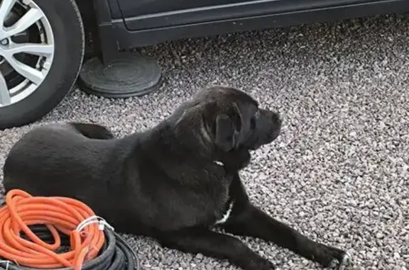 Найдена собака, Ленинградская область, фото: Собака найдена в Первомайском, Ленобласть