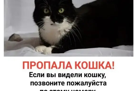 Пропала кошка, Советская ул. 8, Евпатория