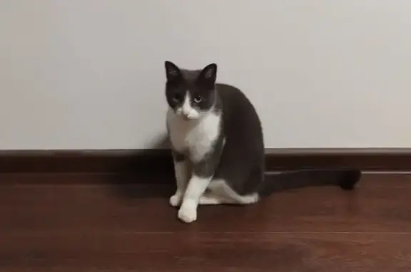 Найдена кошка, Ковров, фото: Кошка найдена: пр. Ленина, Ковров