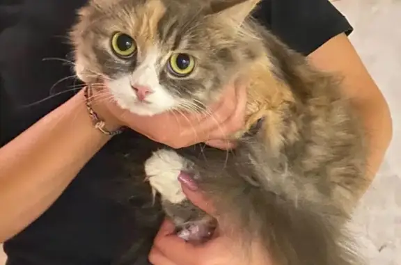 Найдена кошка, Тамбов, фото: Кошка найдена: ул. Чичерина, Тамбов