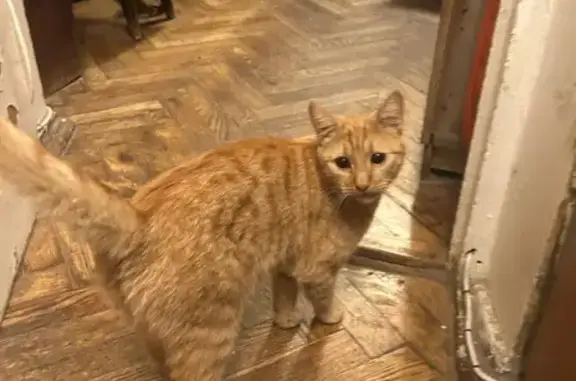 Найдена кошка, Москва, фото: Найдена кошка, ул. Строителей, 17 к2