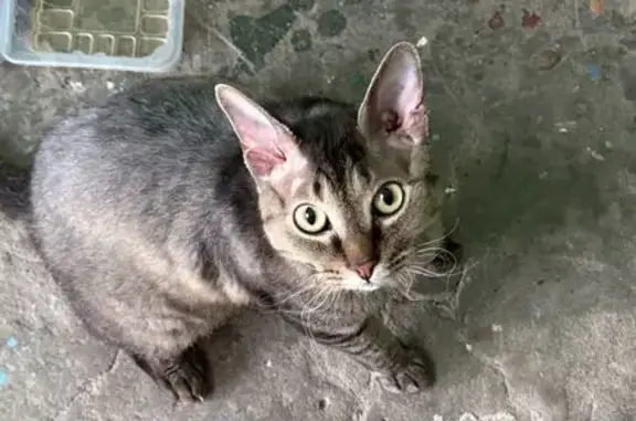 Кошка найдена: Ленинградский пр., 40, Н.Тагил