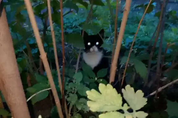 Кошка найдена: Фортунатовская 18, Москва