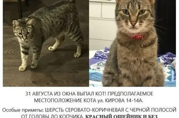 Пропал кот, ул. Кирова 14А, Владимир