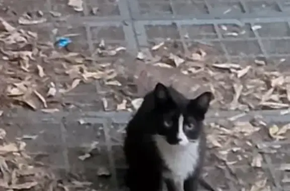 Кошка найдена на Мироновской улице, Москва