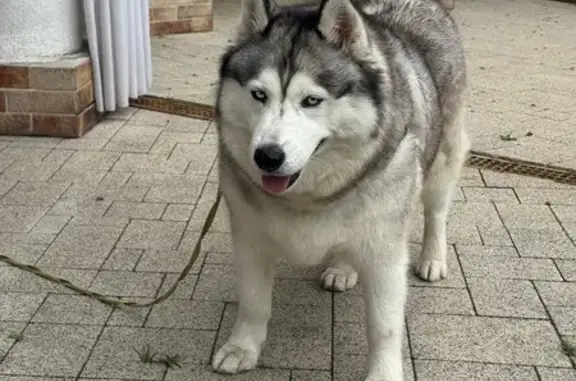 Собаки потеряшки, Москва, фото: Потеряшка собака, Воскресенская ул, 1А с1
