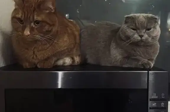 Пропал кот Рыжий, Краснофлотская 79