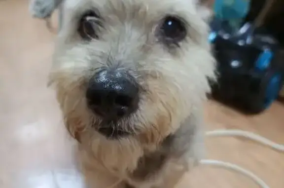 Собака найдена у ВТБ, Комсомольская 88