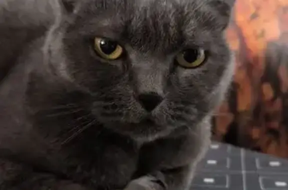 Найдена кошка, Москва, фото: Серая кошка найдена на Шипиловской, 6 к2