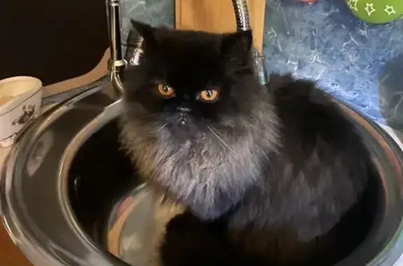 Кошки потеряшки, , фото: Потеряшка кошка, Интернациональная 4 к1