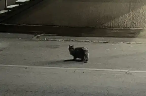 Кошка найдена: Куликовская ул., 5, Москва