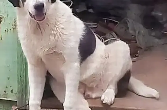 Собаки потеряшки, Астрахань, фото: Потеряшка собака, Красносельская, Астрахань